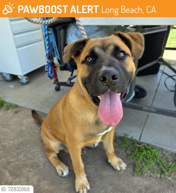 Found/Stray Male Dog last seen Near W Wardlow Rd, Long Beach, CA 90810, Long Beach, CA 90810