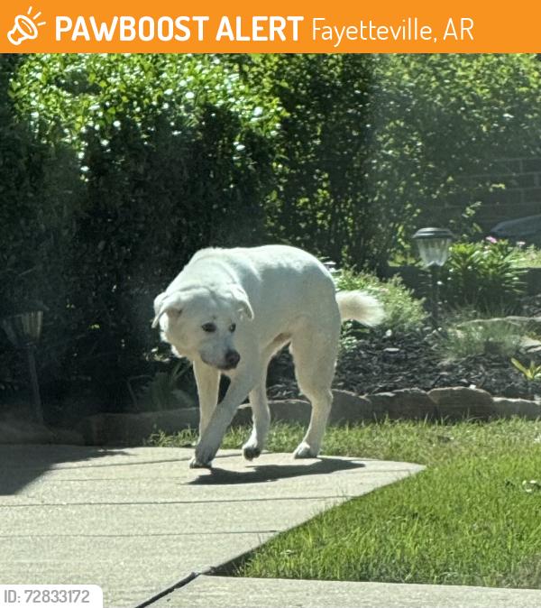Found/Stray Unknown Dog last seen Brightwater & W Song Bird, Fayetteville, AR 72704