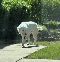 Found/Stray Unknown Dog last seen Brightwater & W Song Bird, Fayetteville, AR 72704