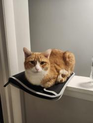 Lost Male Cat last seen Lewisville Fire Department , Lewisville, NC 27023