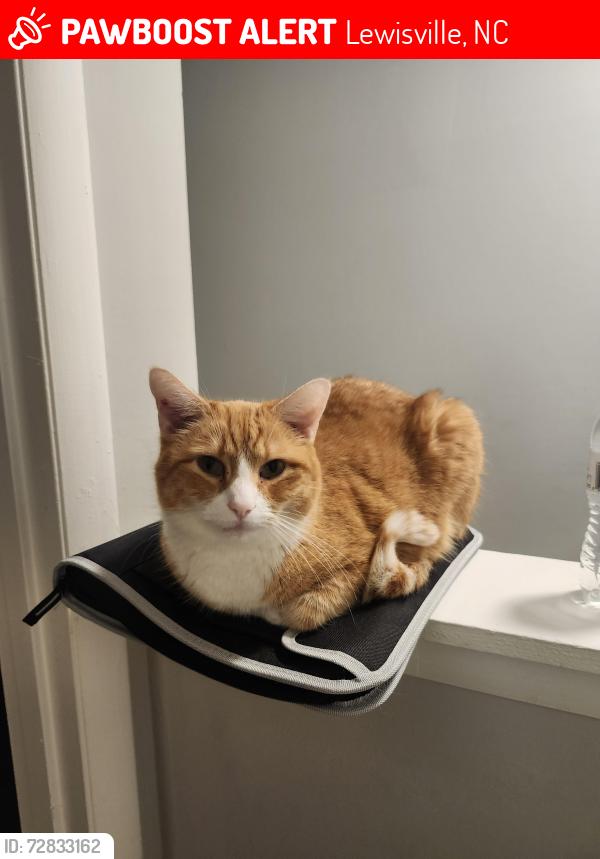Lost Male Cat last seen Lewisville Fire Department , Lewisville, NC 27023