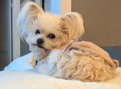 Lost Female Dog last seen Broadway and mulberry , San Antonio, TX 78215