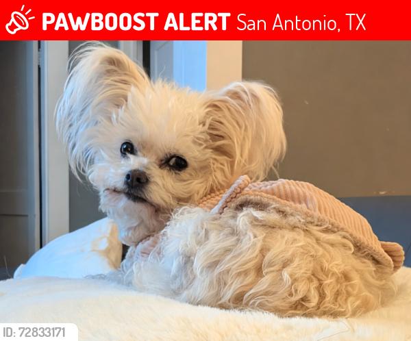 Lost Female Dog last seen Broadway and mulberry , San Antonio, TX 78215