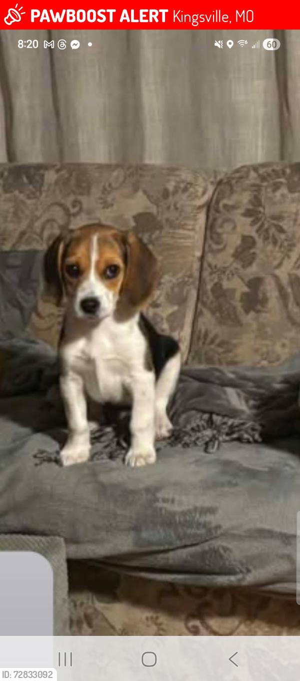 Lost Female Dog last seen Kingsville mo, Kingsville, MO 64061