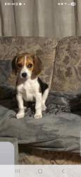Lost Female Dog last seen Kingsville mo, Kingsville, MO 64061
