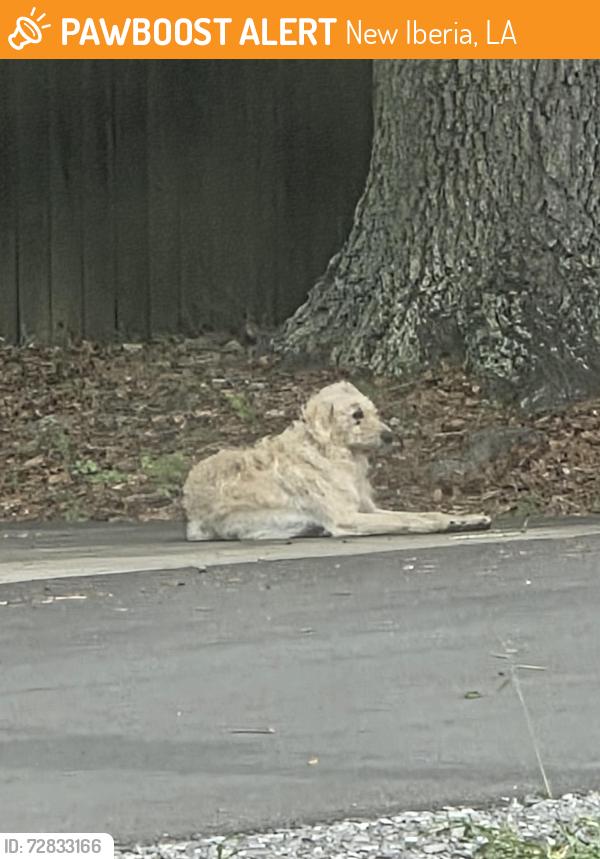Found/Stray Male Dog last seen Acadian acres , New Iberia, LA 70560
