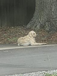 Found/Stray Male Dog last seen Acadian acres , New Iberia, LA 70560