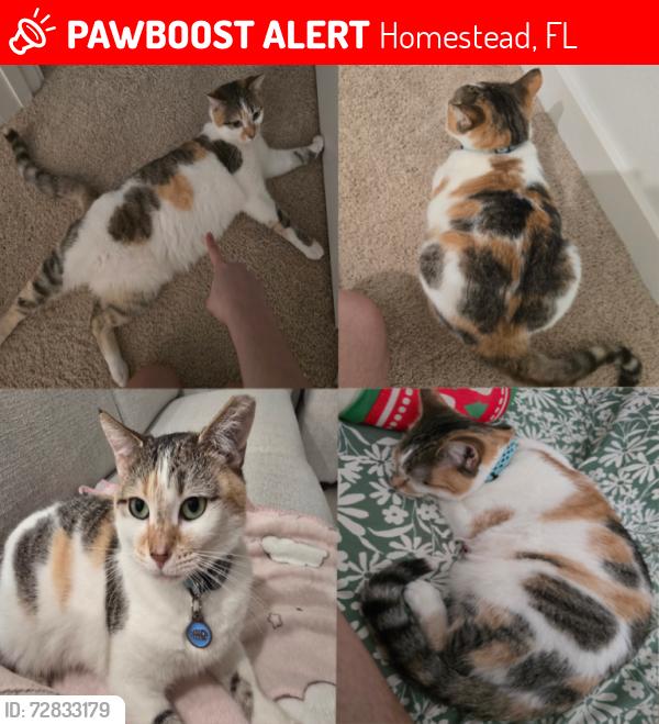 Lost Female Cat last seen NW 6th street, Homestead, FL 33030