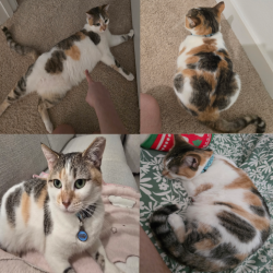 Lost Female Cat last seen NW 6th street, Homestead, FL 33030