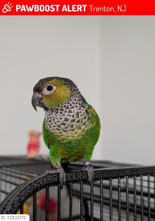 Lost Male Bird last seen Hudson st, Trenton, NJ 08608