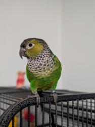 Lost Male Bird last seen Hudson st, Trenton, NJ 08608