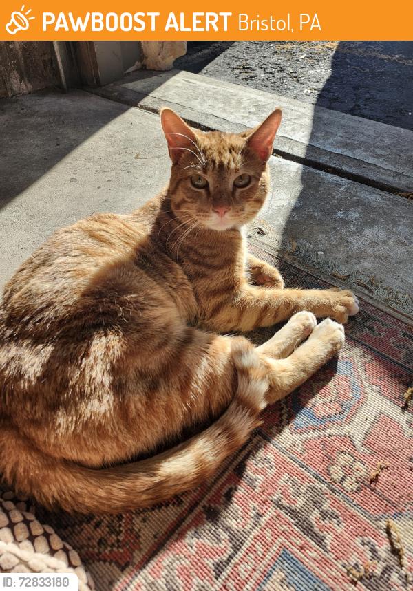 Found/Stray Male Cat last seen Newportville Rd and Hazel Ave, Bristol, PA 19007