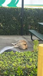 Found/Stray Male Dog last seen In the building area, El Monte, CA 91731