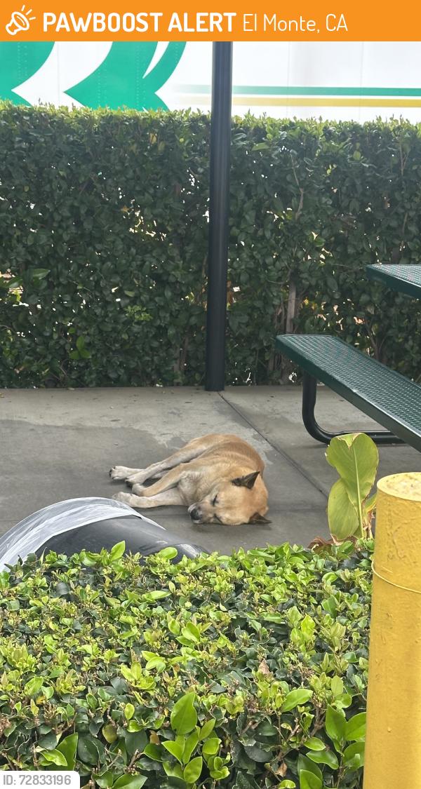 Found/Stray Male Dog last seen In the building area, El Monte, CA 91731