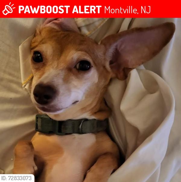 Lost Female Dog last seen Bloomfield Ave, Montville, NJ 07058