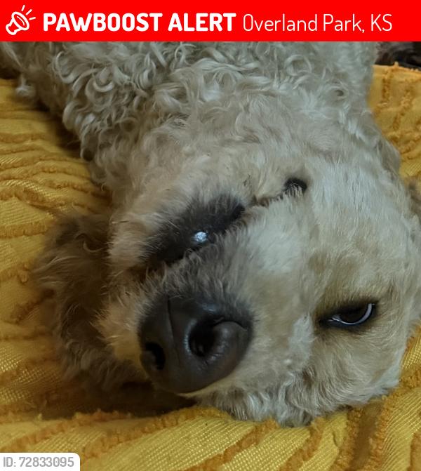 Lost Female Dog last seen Reeder Dr x 95th St NorthEast of Oak Park Mall, Overland Park, KS 66214