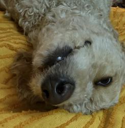 Lost Female Dog last seen Reeder Dr x 95th St NorthEast of Oak Park Mall, Overland Park, KS 66214
