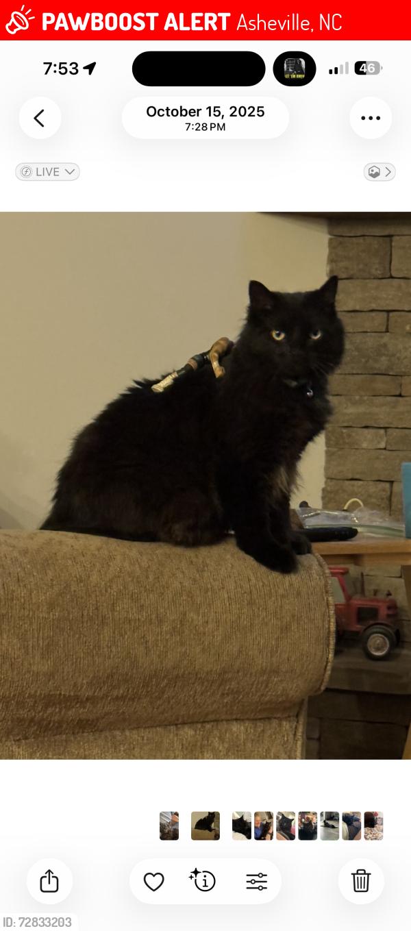 Lost Male Cat last seen Jenkins Valley/ Old # 20 , Asheville, NC 28804