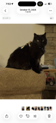 Lost Male Cat last seen Jenkins Valley/ Old # 20 , Asheville, NC 28804