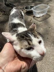 Found/Stray Male Cat last seen Colorado and Oxford st Saint Louis park, St. Louis Park, MN 55426