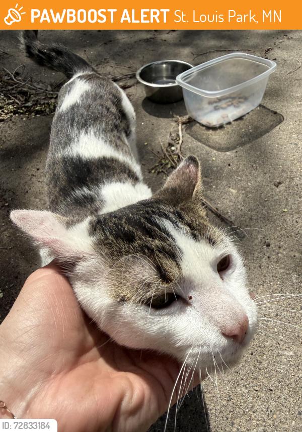 Found/Stray Male Cat last seen Colorado and Oxford st Saint Louis park, St. Louis Park, MN 55426