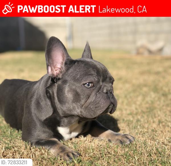 Lost Male Dog last seen harvey way and lakewood, Lakewood, CA 90714