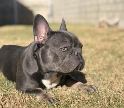 Lost Male Dog last seen harvey way and lakewood, Lakewood, CA 90714