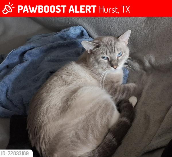 Lost Male Cat last seen Dollar General, vape store, 1232 Cavender Dr , Hurst, TX 76053
