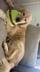 Lost Male Dog last seen Eastern & I-40, Amarillo, TX 79104