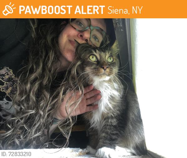 Found/Stray Male Cat last seen Siena Cushing Village Townhouses , Siena, NY 12110