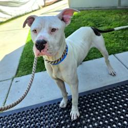 Found/Stray Male Dog last seen Near E Los Coyotes Diagonal, Long Beach, CA 90815, Long Beach, CA 90815
