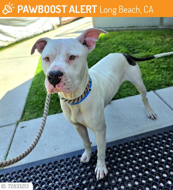 Found/Stray Male Dog last seen Near E Los Coyotes Diagonal, Long Beach, CA 90815, Long Beach, CA 90815