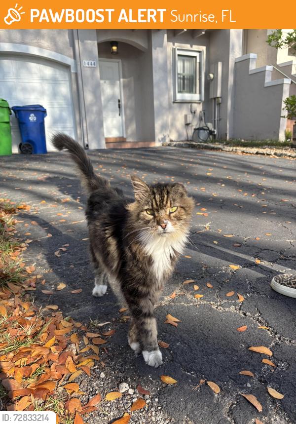 Found/Stray Unknown Cat last seen Silver Palm Blvd and NW 14th Ct, Sunrise, FL 33323