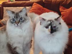 Lost Female Cat last seen Rue Dr at Ashley Gardens Blvd  in Grand Oaks Plantation in West Ashley, Charleston, SC 29414