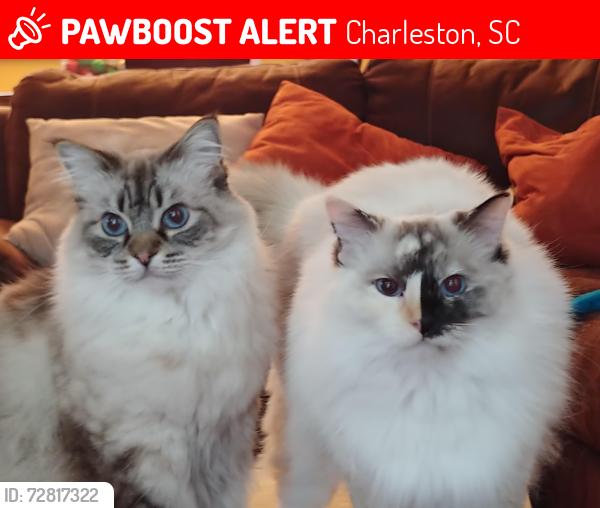 Lost Female Cat last seen Rue Dr at Ashley Gardens Blvd  in Grand Oaks Plantation in West Ashley, Charleston, SC 29414