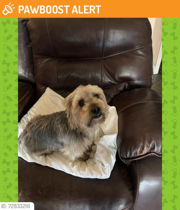 Found/Stray Male Dog last seen Pecos & Musick , Stanislaus County, CA 95351