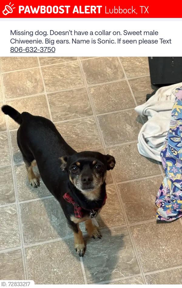 Lost Male Dog last seen 98th street and Indiana , Lubbock, TX 79423