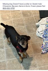 Lost Male Dog last seen 98th street and Indiana , Lubbock, TX 79423