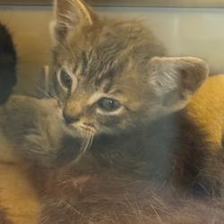 Shelter Stray Female Cat last seen , Norman, OK 73072