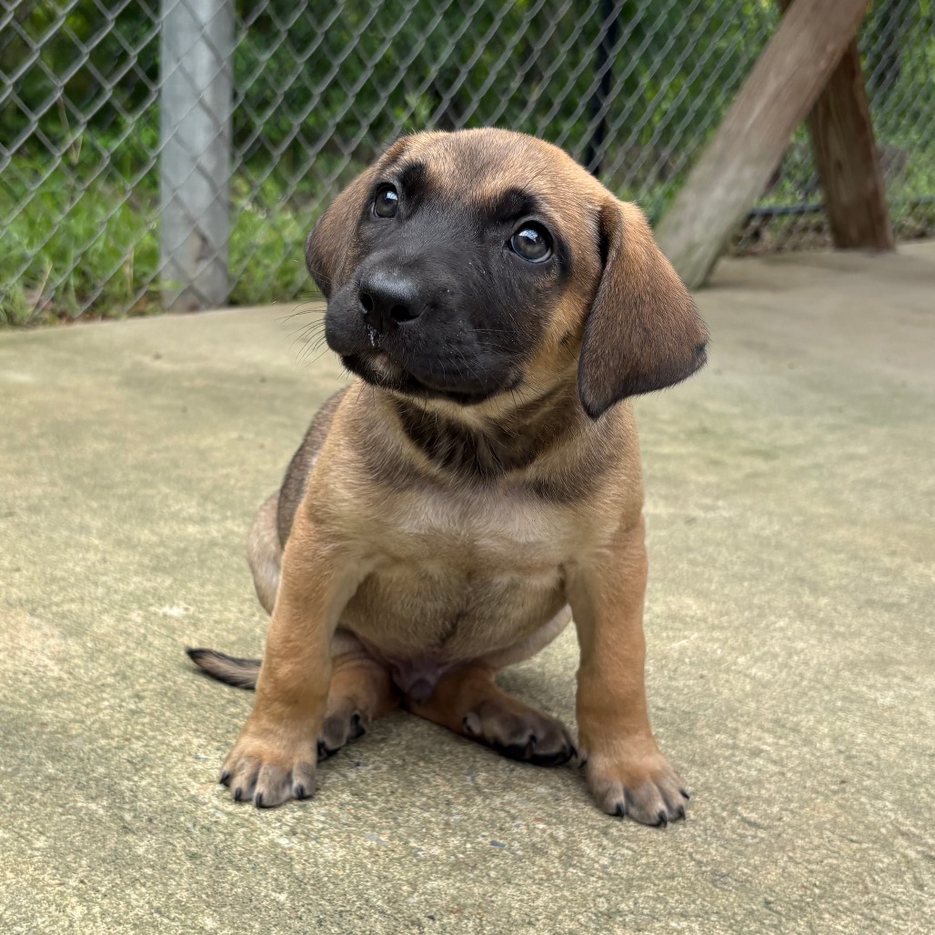 Shelter Stray Male Dog last seen , Cabot, AR 72007