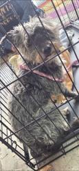 Found/Stray Female Dog last seen Stern, Albuquerque, NM 87121