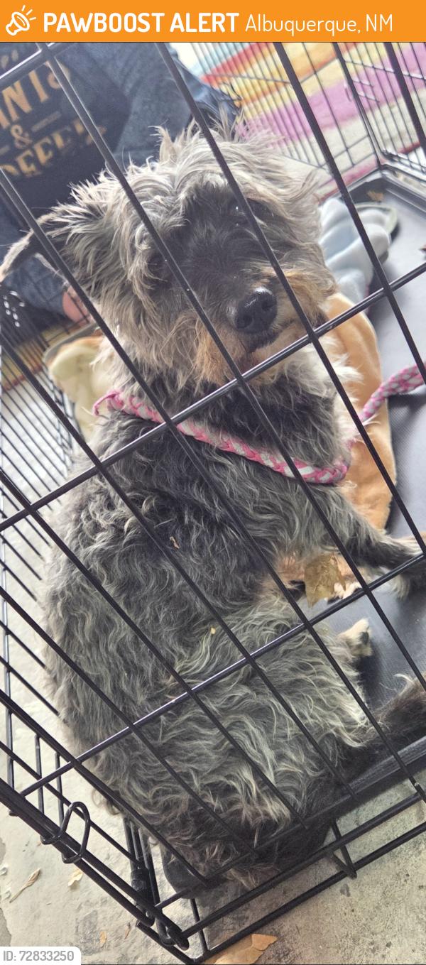 Found/Stray Female Dog last seen Stern, Albuquerque, NM 87121