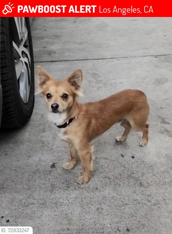 Lost Male Dog last seen 69th st , Los Angeles, CA 90001