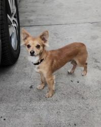 Lost Male Dog last seen 69th st , Los Angeles, CA 90001