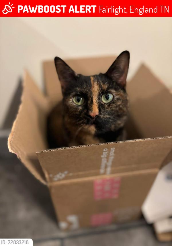 Lost Female Cat last seen Church lane, rosemary lane, pett , Fairlight, England TN35