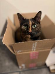 Lost Female Cat last seen Church lane, rosemary lane, pett , Fairlight, England TN35