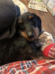 Lost Male Dog last seen Hwy 114 Lyerly, Georgia 30730, Chattooga County, GA 30730