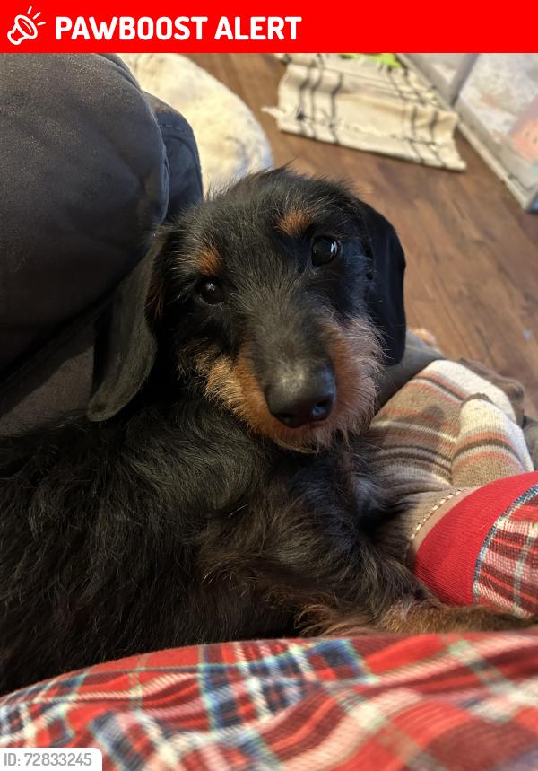 Lost Male Dog last seen Hwy 114 Lyerly, Georgia 30730, Chattooga County, GA 30730