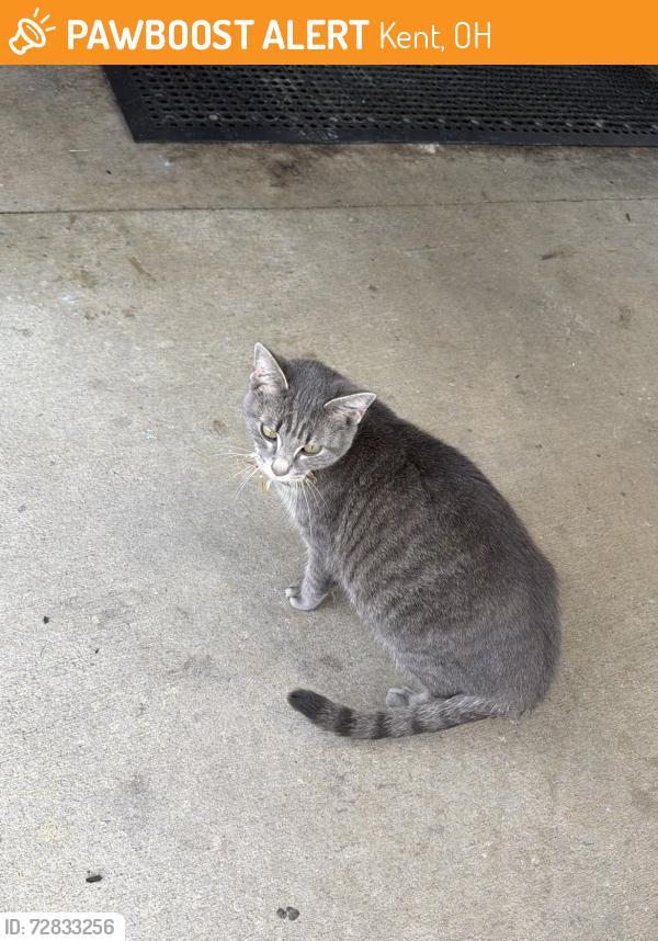 Found/Stray Unknown Cat last seen Unsure my friend found him/her, Kent, OH 44240