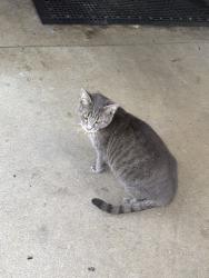 Found/Stray Unknown Cat last seen Unsure my friend found him/her, Kent, OH 44240